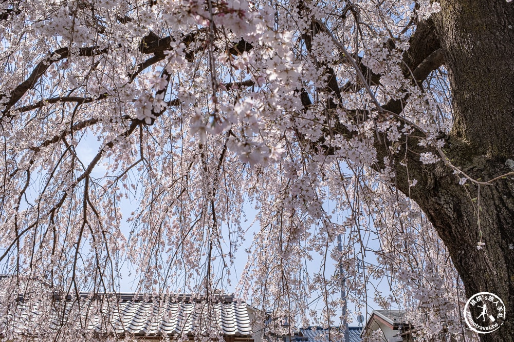 東京賞櫻景點|長明寺-令人驚嘆的枝垂櫻花瀑布-JR日暮里-近谷中商店街