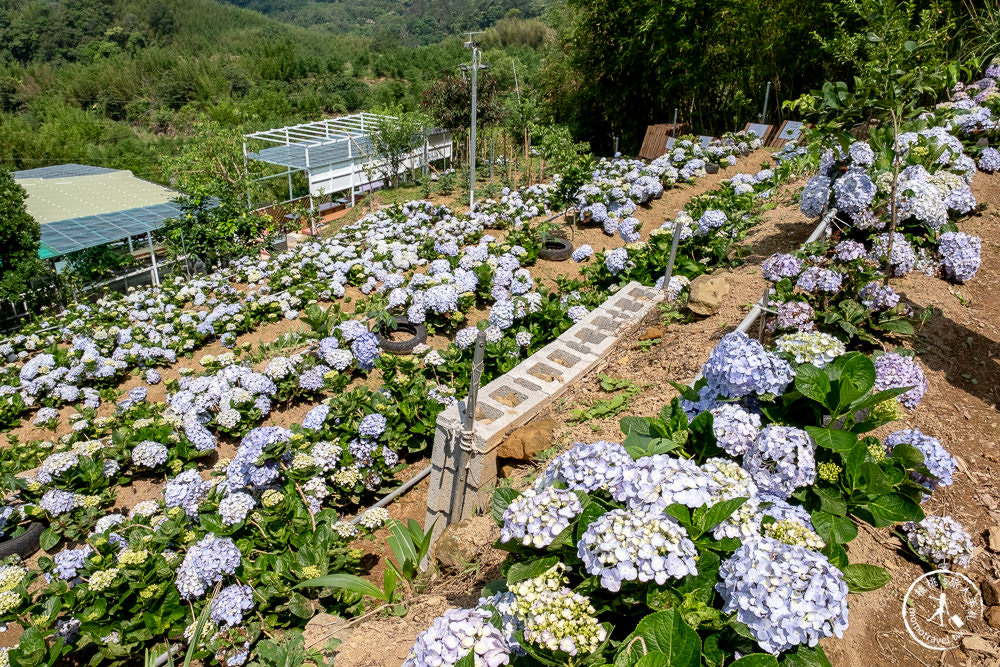 2021桃園繡球花季》8處繡球花祕密花園公開│賞花地點在哪裡？活動時間報你知！