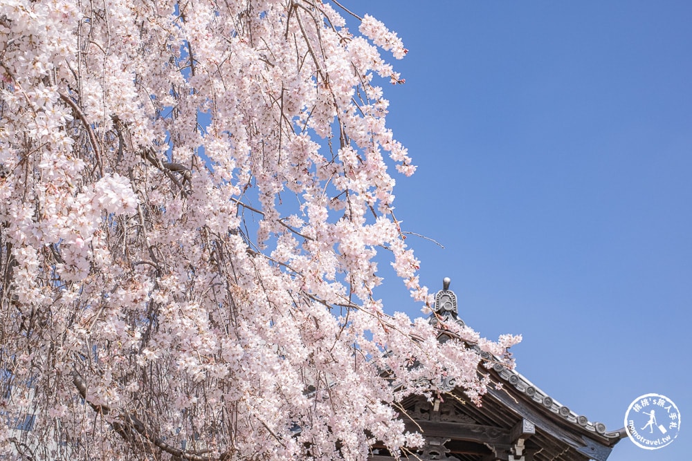 東京賞櫻景點|長明寺-令人驚嘆的枝垂櫻花瀑布-JR日暮里-近谷中商店街