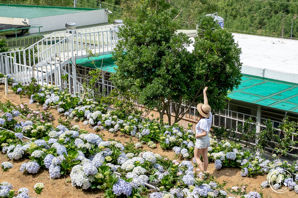 2021桃園繡球花季》8處繡球花祕密花園公開│賞花地點在哪裡？活動時間報你知！