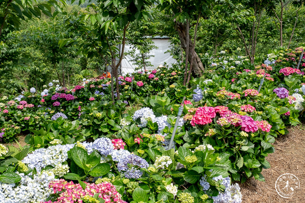 2021桃園繡球花季》8處繡球花祕密花園公開│賞花地點在哪裡？活動時間報你知！