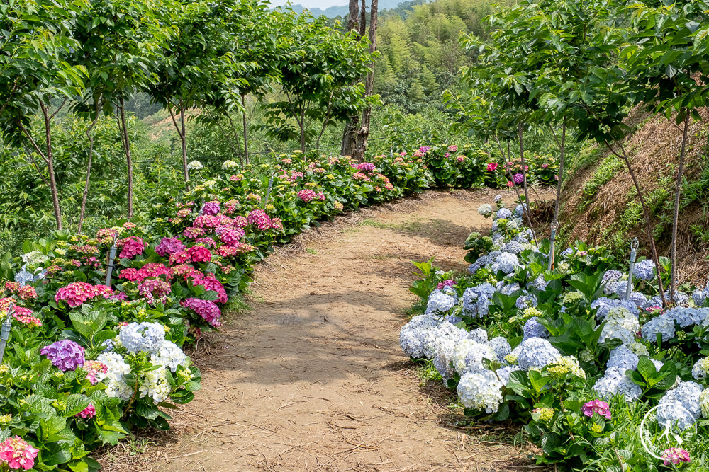 2021桃園繡球花季》8處繡球花祕密花園公開│賞花地點在哪裡？活動時間報你知！