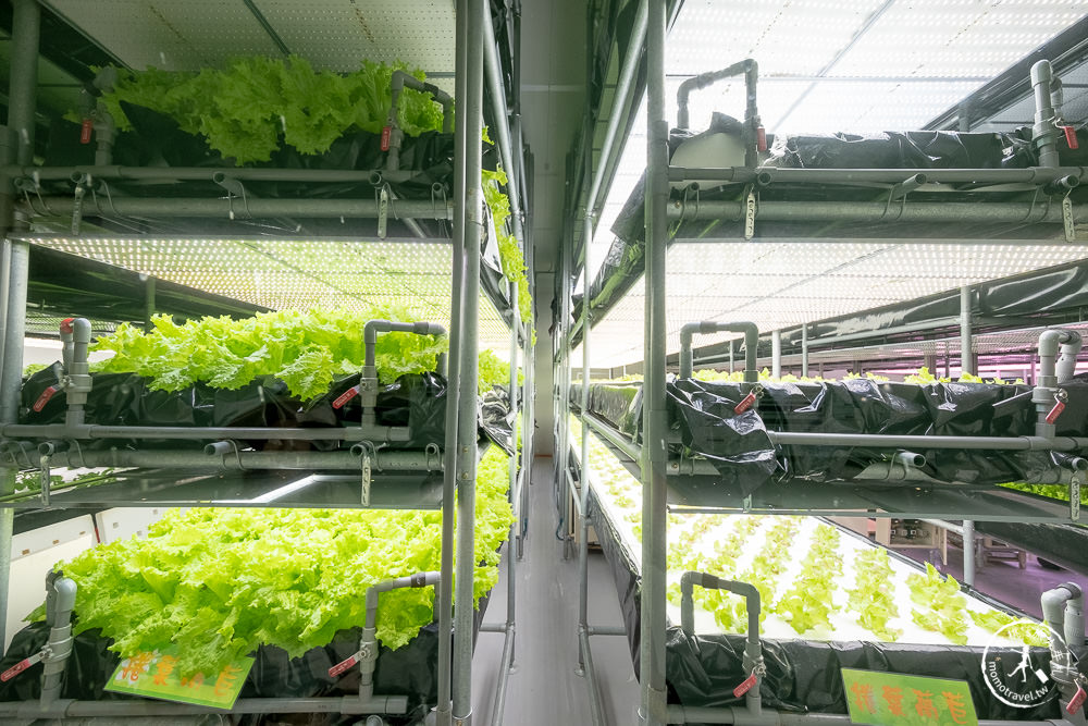 苗栗三義景點|雅聞香草植物工廠-浪漫玫瑰季|連假周休最強網美.親子.美食.免費景點