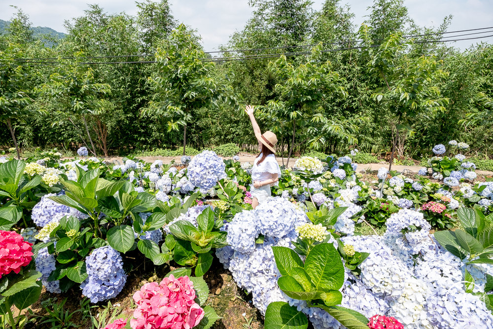 2021桃園繡球花季》8處繡球花祕密花園公開│賞花地點在哪裡？活動時間報你知！