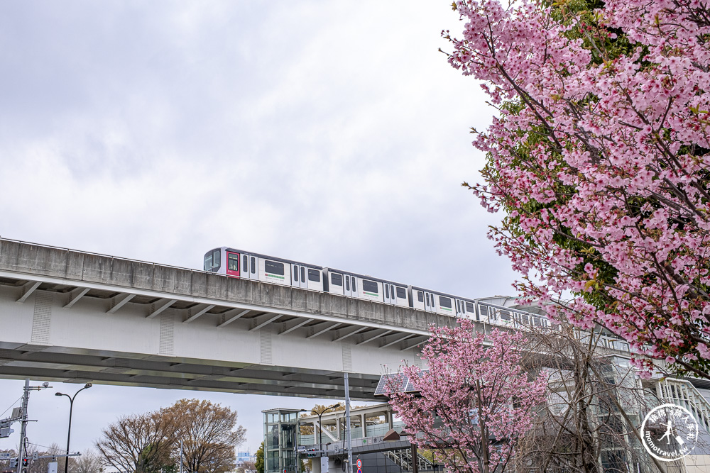 東京賞櫻景點|舍人公園-千本櫻絕美盛開！品種多元花期長 悠閒野餐推薦-日暮里舍人線櫻花秘境
