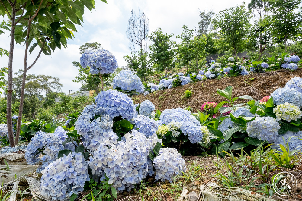 2021桃園繡球花季》8處繡球花祕密花園公開│賞花地點在哪裡？活動時間報你知！