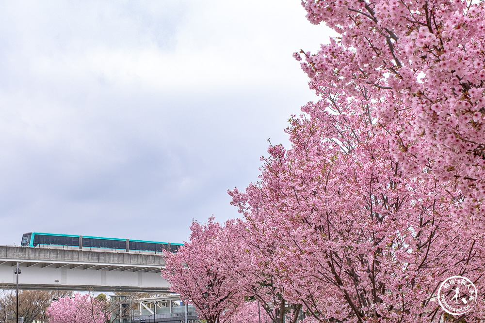 東京賞櫻景點|舍人公園-千本櫻絕美盛開！品種多元花期長 悠閒野餐推薦-日暮里舍人線櫻花秘境