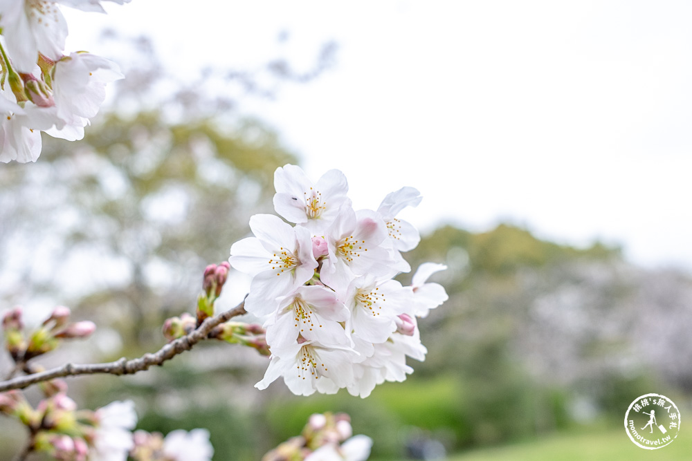 東京賞櫻景點|舍人公園-千本櫻絕美盛開！品種多元花期長 悠閒野餐推薦-日暮里舍人線櫻花秘境