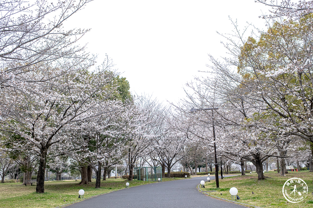 東京賞櫻景點|舍人公園-千本櫻絕美盛開！品種多元花期長 悠閒野餐推薦-日暮里舍人線櫻花秘境