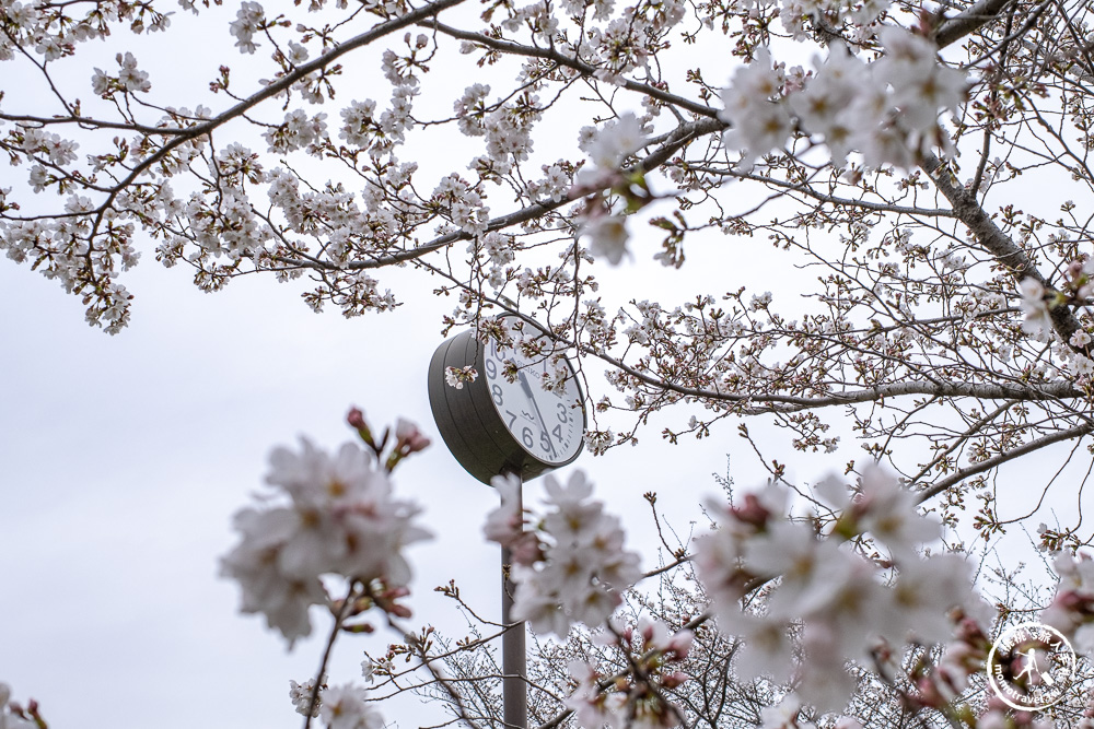 東京賞櫻景點|舍人公園-千本櫻絕美盛開！品種多元花期長 悠閒野餐推薦-日暮里舍人線櫻花秘境