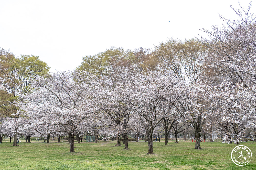東京賞櫻景點|舍人公園-千本櫻絕美盛開！品種多元花期長 悠閒野餐推薦-日暮里舍人線櫻花秘境