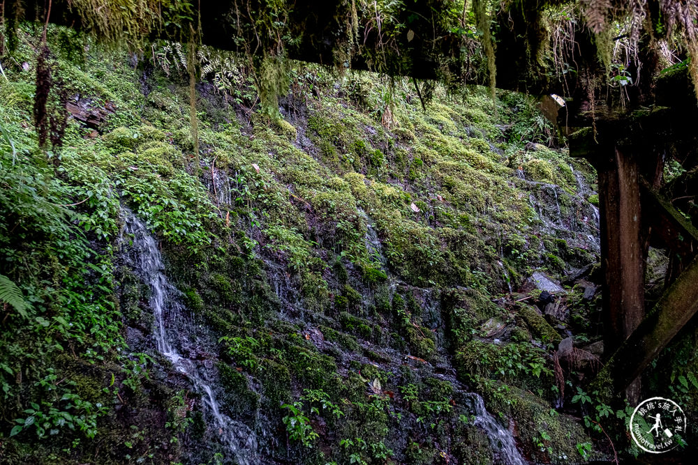 宜蘭太平山景點|見晴懷古步道|CNN全球最美小徑-綠苔山林鐵道遺跡|太平山一日遊必玩推薦