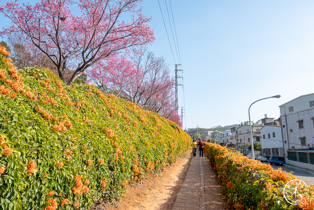 苗栗銅鑼景點》銅鑼炮仗花海公園+山櫻花小徑(免門票)│雙層炮仗花瀑布-2021最新花況