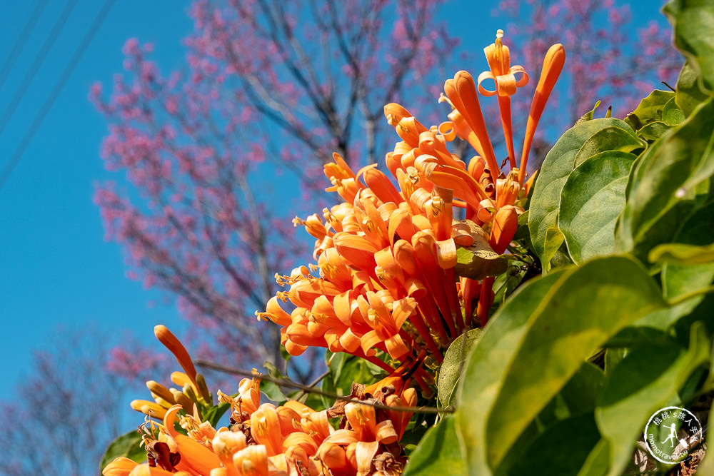 苗栗銅鑼景點》銅鑼炮仗花海公園+山櫻花小徑(免門票)│雙層炮仗花瀑布-2021最新花況