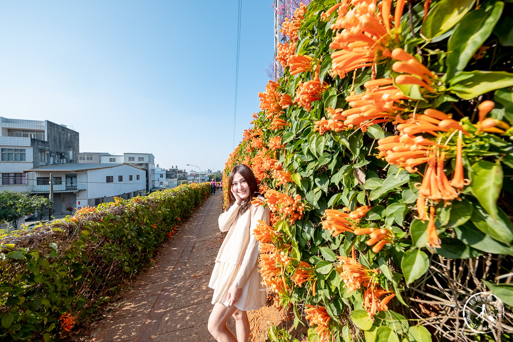 苗栗銅鑼景點》銅鑼炮仗花海公園+山櫻花小徑(免門票)│雙層炮仗花瀑布-2021最新花況