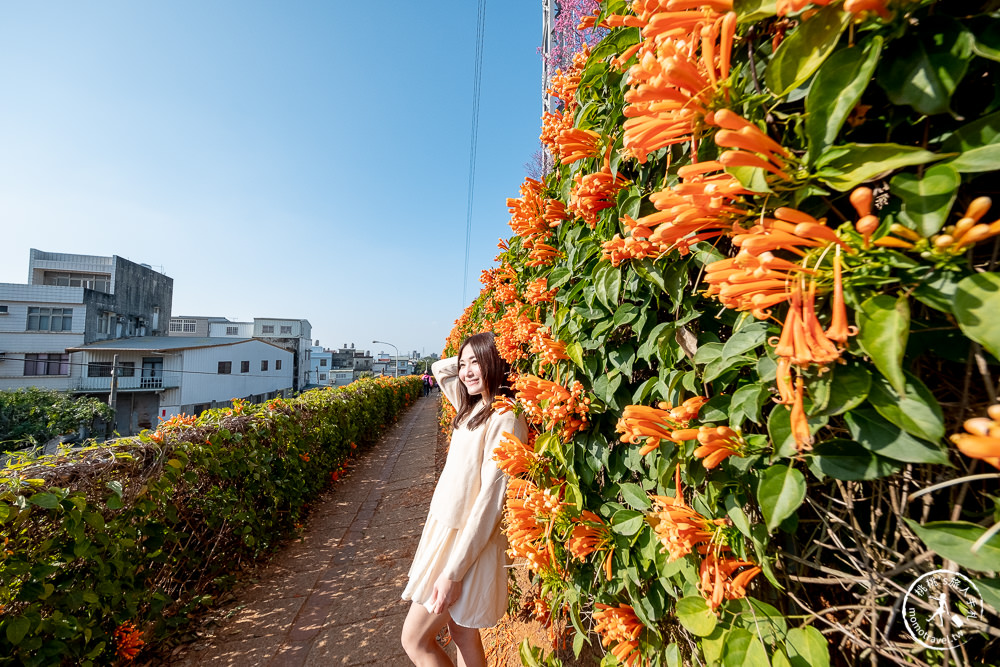 苗栗銅鑼景點》銅鑼炮仗花海公園+山櫻花小徑(免門票)│雙層炮仗花瀑布-2021最新花況