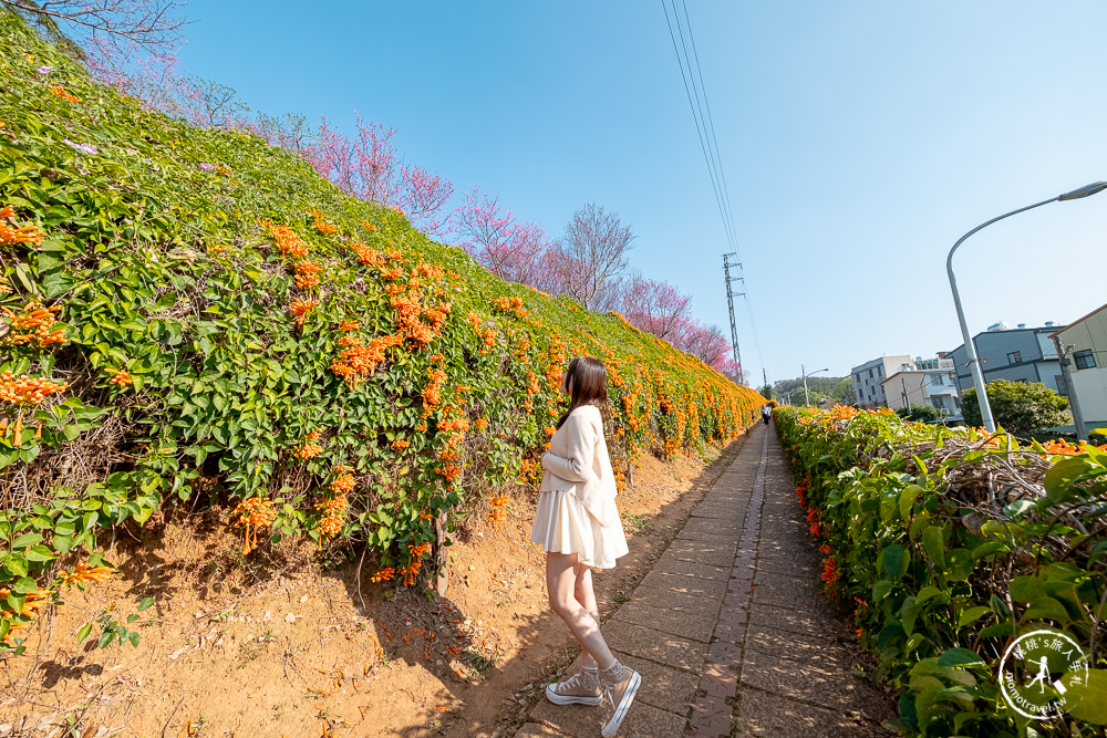 苗栗銅鑼景點》銅鑼炮仗花海公園+山櫻花小徑(免門票)│雙層炮仗花瀑布-2021最新花況