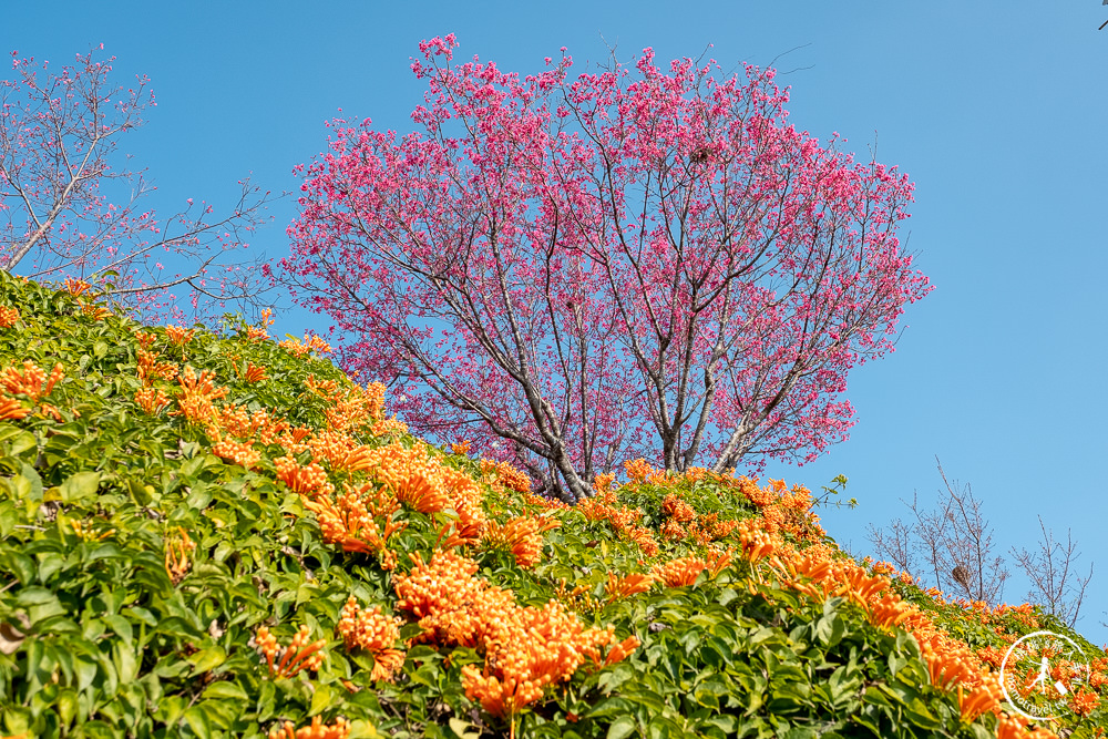 苗栗銅鑼景點》銅鑼炮仗花海公園+山櫻花小徑(免門票)│雙層炮仗花瀑布-2021最新花況