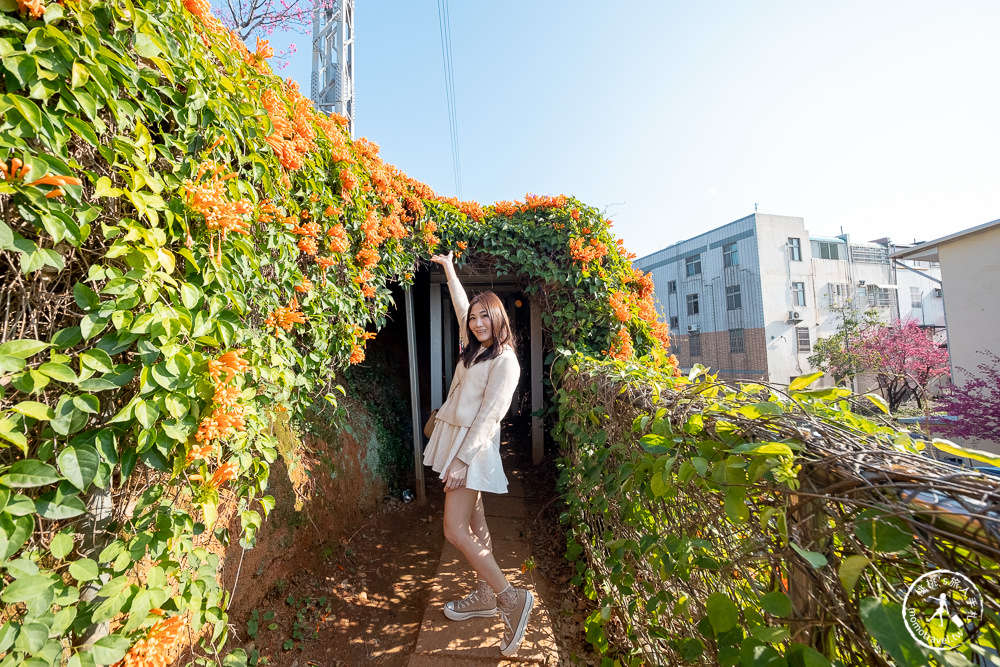 苗栗銅鑼景點》銅鑼炮仗花海公園+山櫻花小徑(免門票)│雙層炮仗花瀑布-2021最新花況