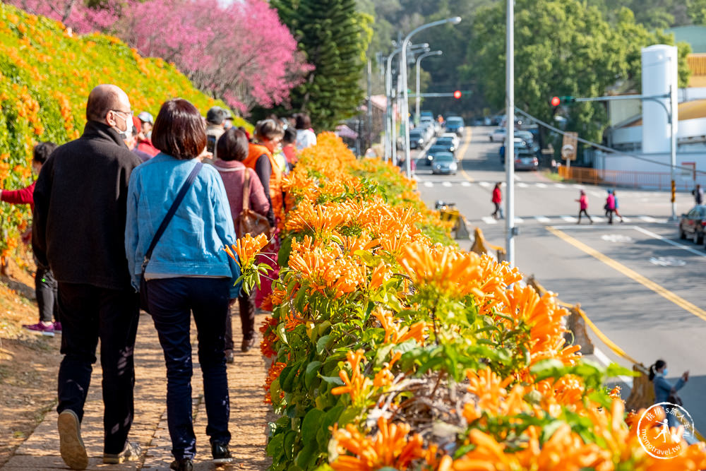 苗栗銅鑼景點》銅鑼炮仗花海公園+山櫻花小徑(免門票)│雙層炮仗花瀑布-2021最新花況