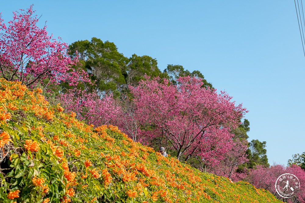 苗栗銅鑼景點》銅鑼炮仗花海公園+山櫻花小徑(免門票)│雙層炮仗花瀑布-2021最新花況