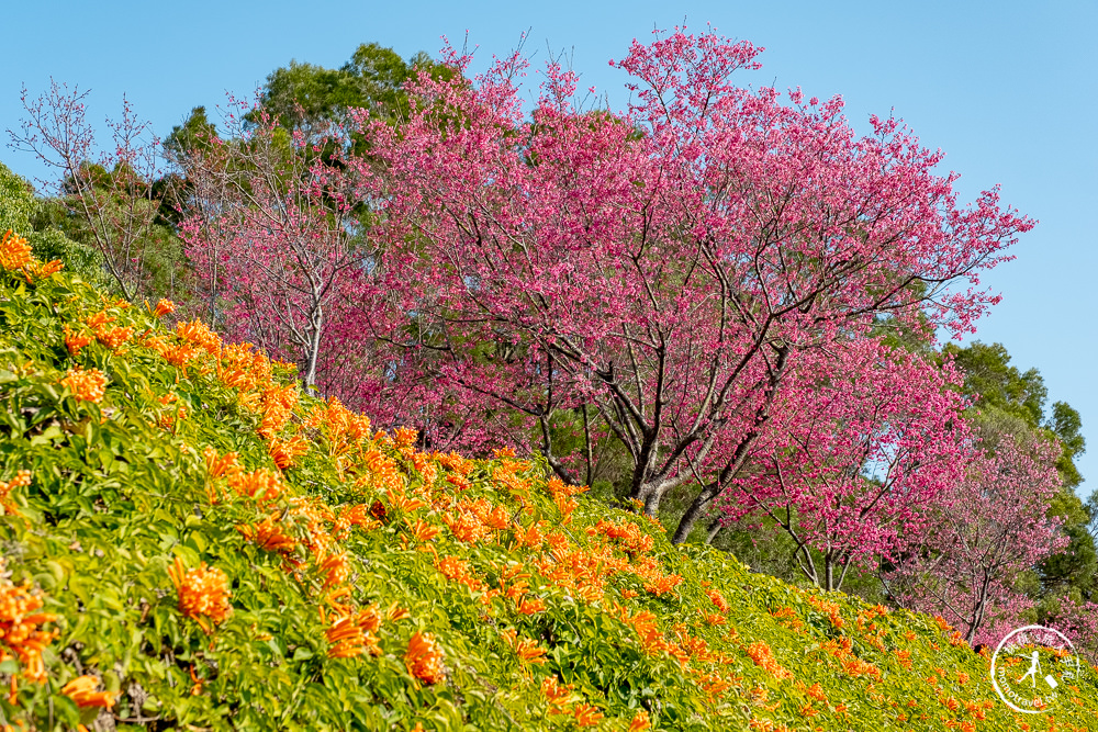 苗栗銅鑼景點》銅鑼炮仗花海公園+山櫻花小徑(免門票)│雙層炮仗花瀑布-2021最新花況