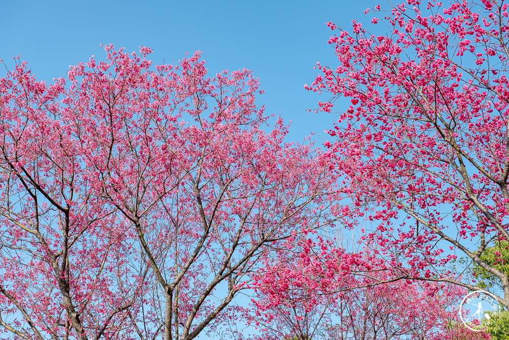 苗栗銅鑼景點》銅鑼炮仗花海公園+山櫻花小徑(免門票)│雙層炮仗花瀑布-2021最新花況