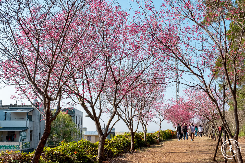 苗栗銅鑼景點》銅鑼炮仗花海公園+山櫻花小徑(免門票)│雙層炮仗花瀑布-2021最新花況