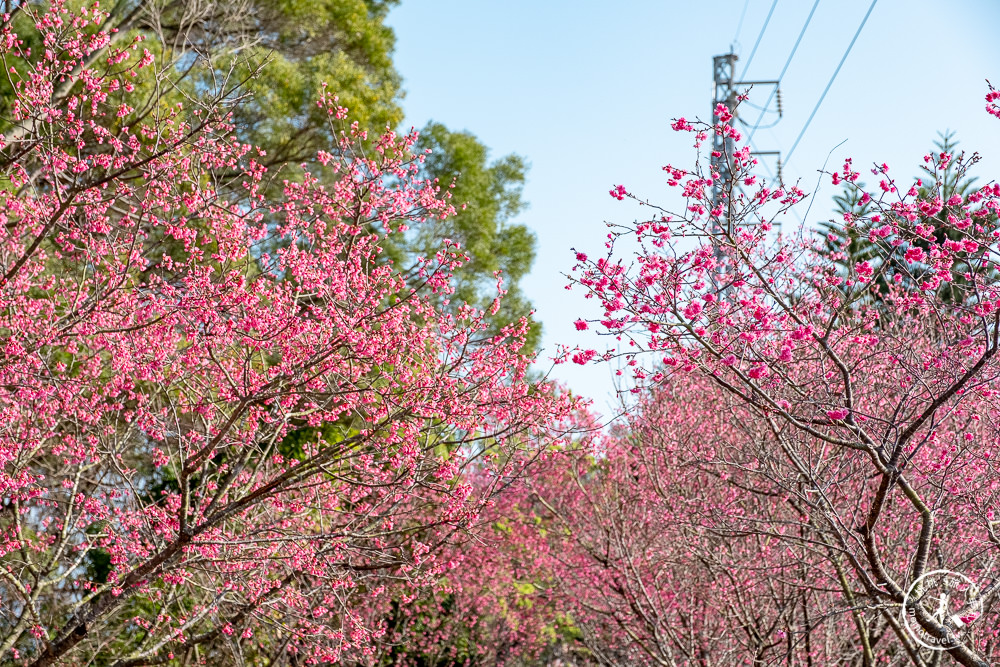 苗栗銅鑼景點》銅鑼炮仗花海公園+山櫻花小徑(免門票)│雙層炮仗花瀑布-2021最新花況