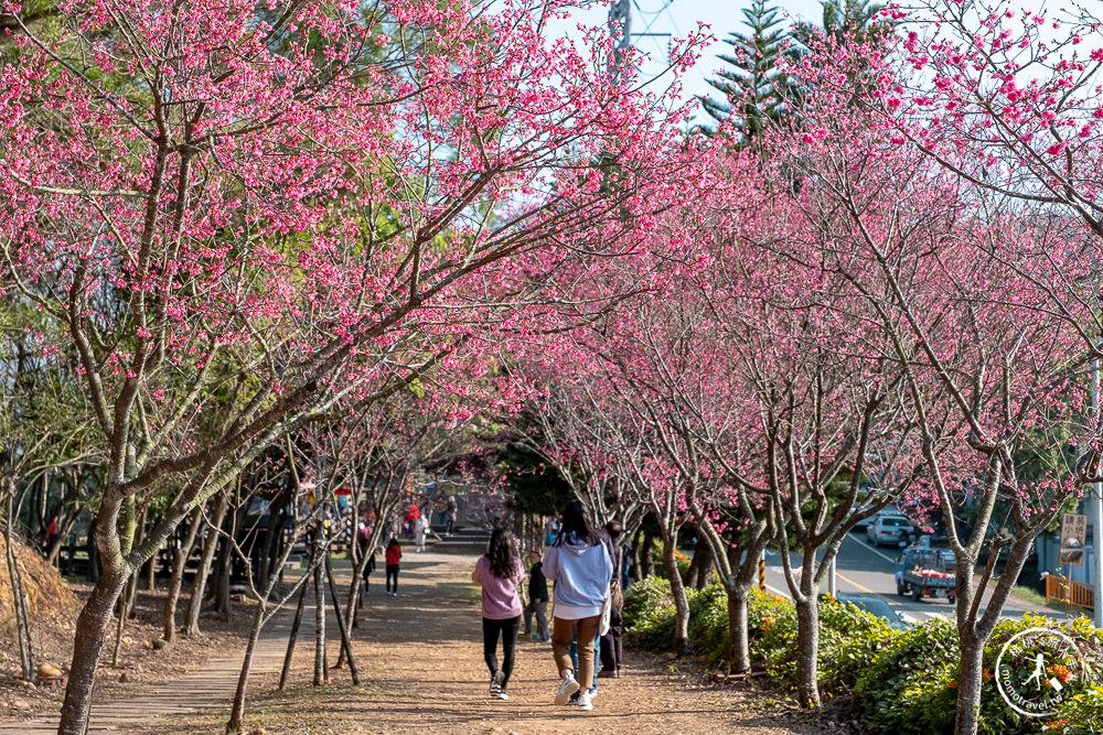 苗栗銅鑼景點》銅鑼炮仗花海公園+山櫻花小徑(免門票)│雙層炮仗花瀑布-2021最新花況