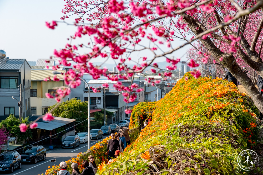 苗栗銅鑼景點》銅鑼炮仗花海公園+山櫻花小徑(免門票)│雙層炮仗花瀑布-2021最新花況