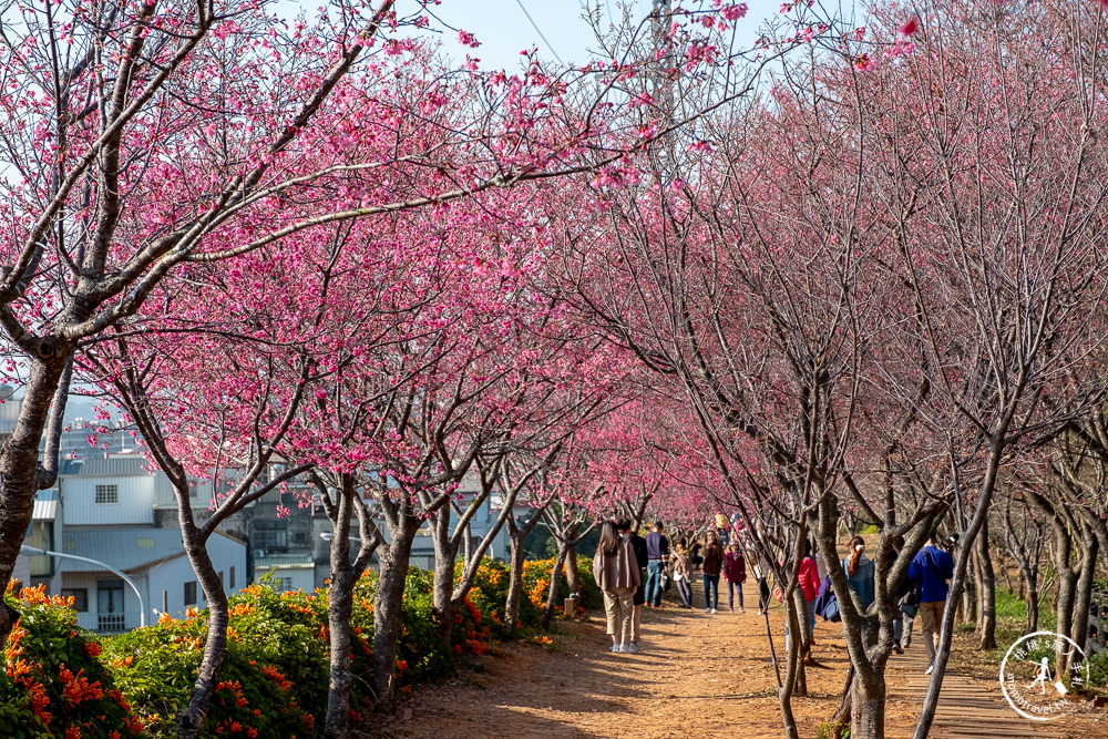 苗栗銅鑼景點》銅鑼炮仗花海公園+山櫻花小徑(免門票)│雙層炮仗花瀑布-2021最新花況