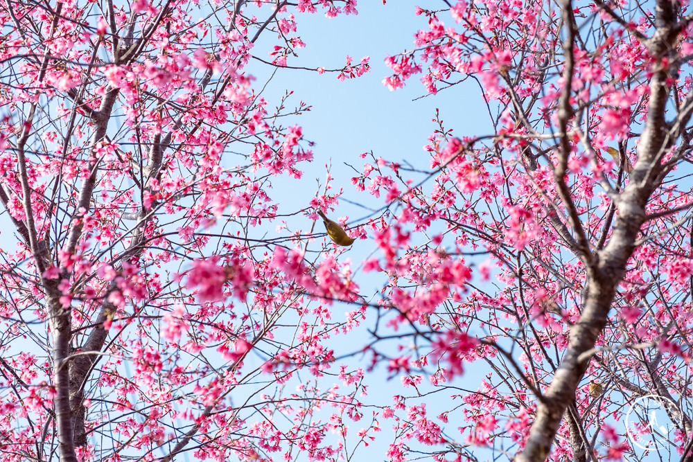 苗栗銅鑼景點》銅鑼炮仗花海公園+山櫻花小徑(免門票)│雙層炮仗花瀑布-2021最新花況