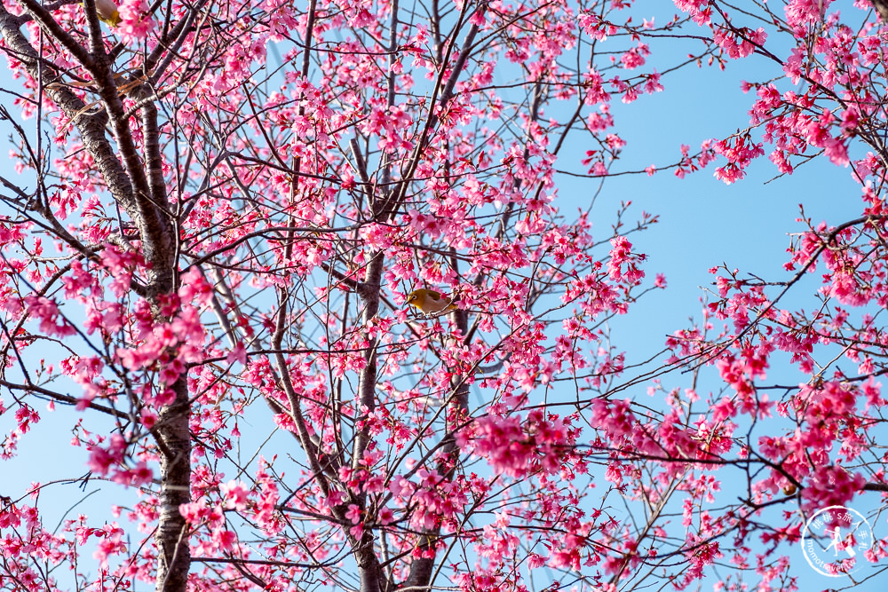 苗栗銅鑼景點》銅鑼炮仗花海公園+山櫻花小徑(免門票)│雙層炮仗花瀑布-2021最新花況