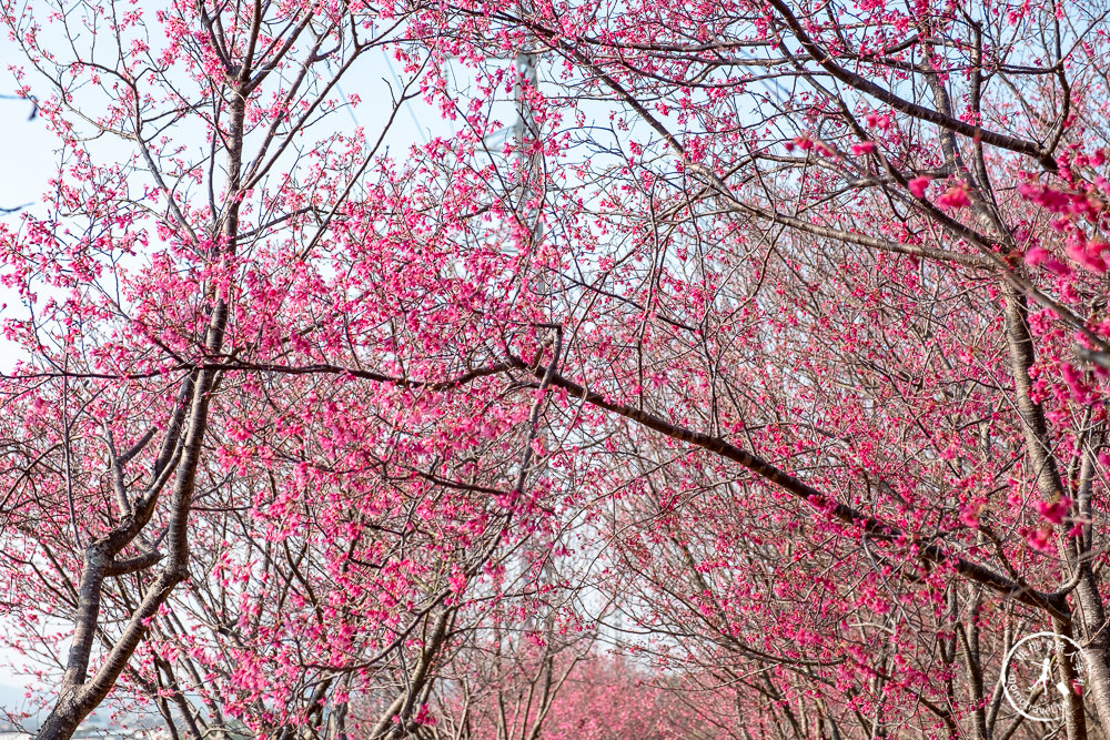 苗栗銅鑼景點》銅鑼炮仗花海公園+山櫻花小徑(免門票)│雙層炮仗花瀑布-2021最新花況