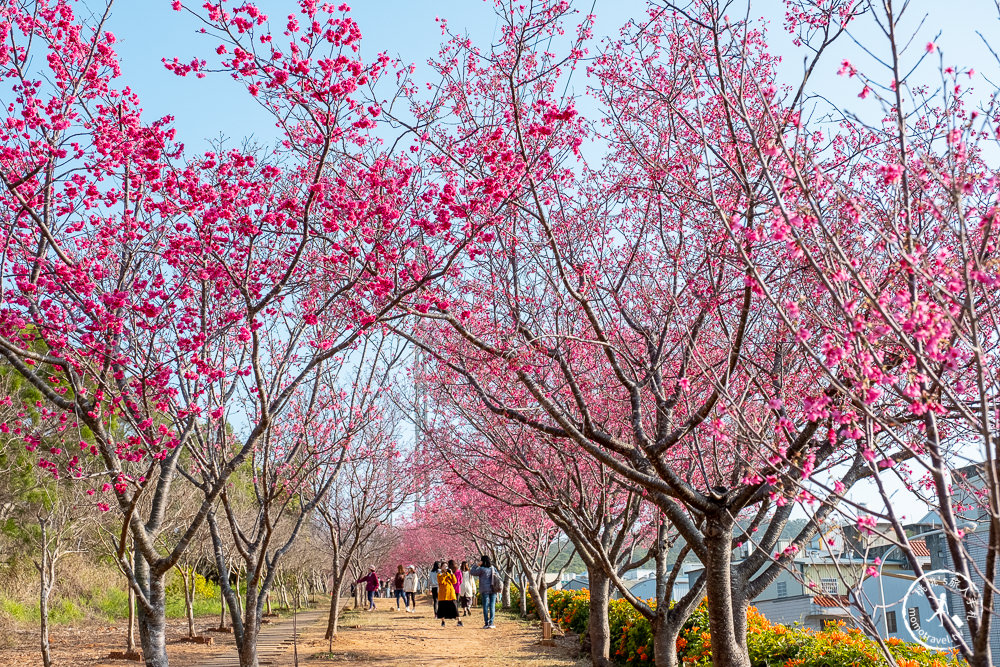 苗栗銅鑼景點》銅鑼炮仗花海公園+山櫻花小徑(免門票)│雙層炮仗花瀑布-2021最新花況