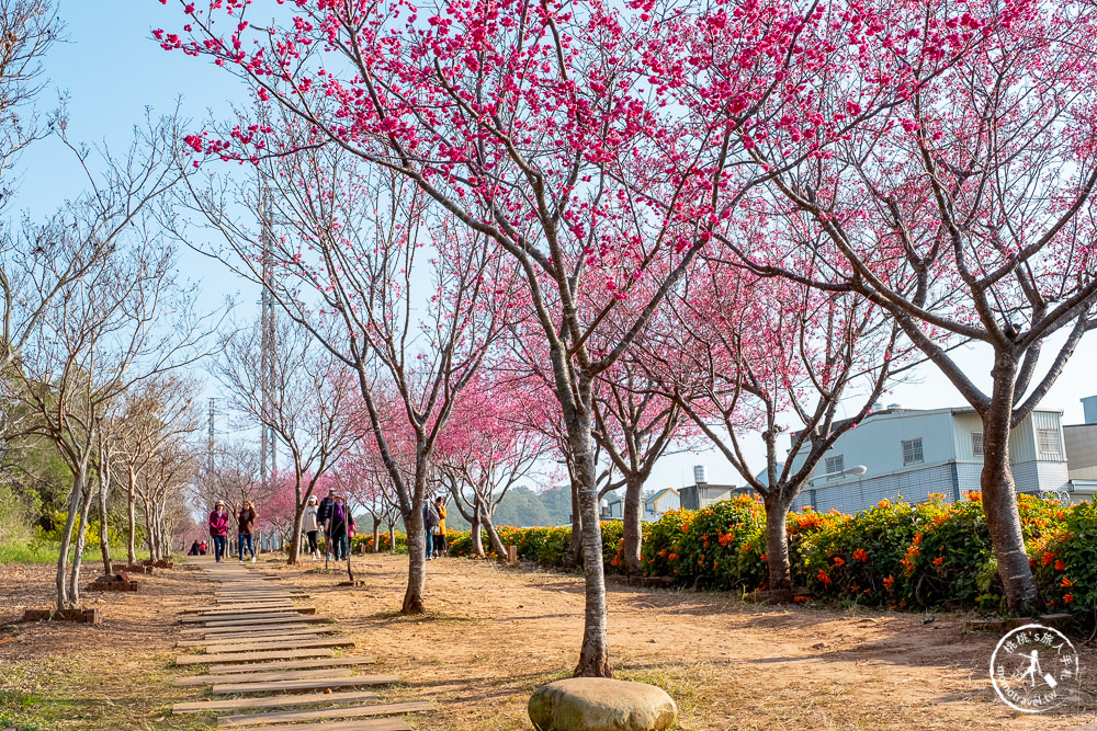 苗栗銅鑼景點》銅鑼炮仗花海公園+山櫻花小徑(免門票)│雙層炮仗花瀑布-2021最新花況