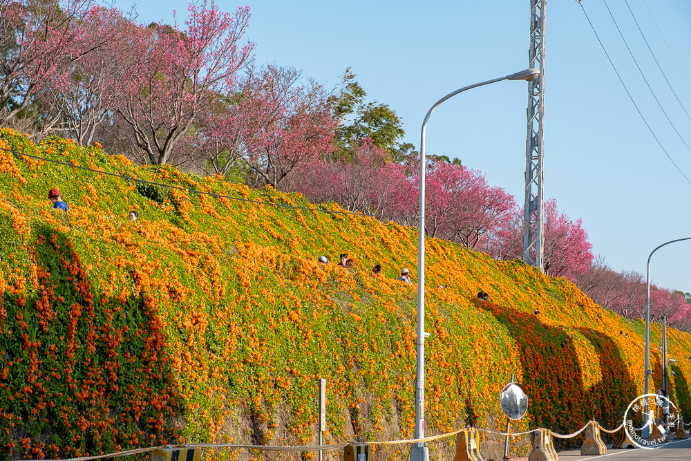 苗栗銅鑼景點》銅鑼炮仗花海公園+山櫻花小徑(免門票)│雙層炮仗花瀑布-2021最新花況