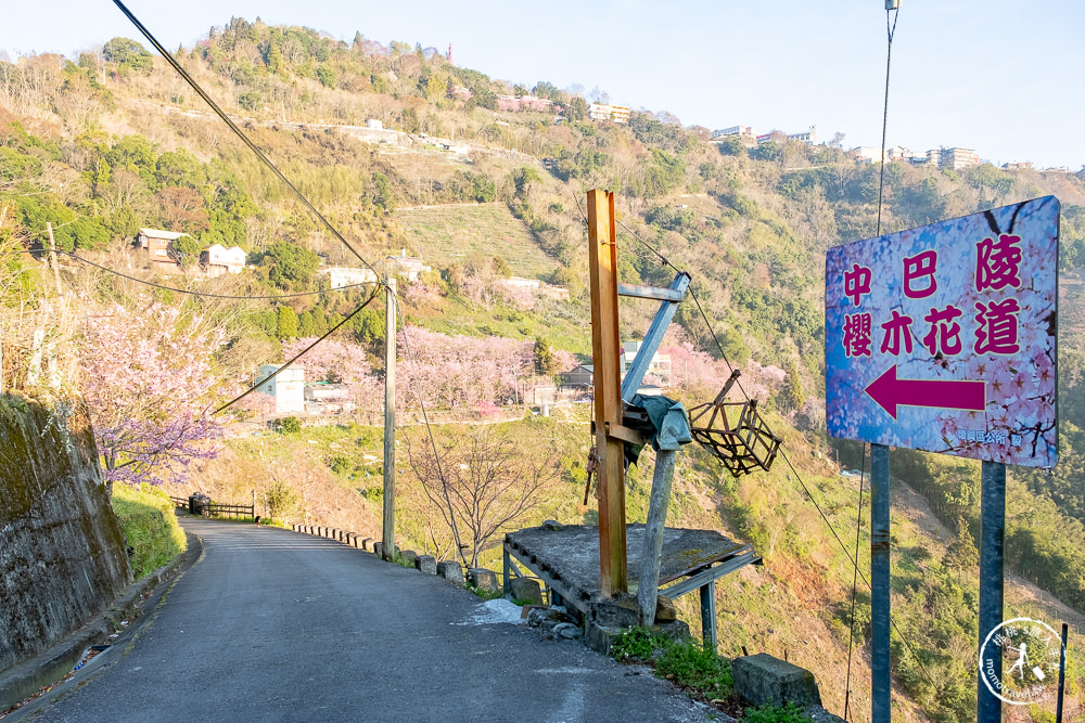 桃園賞櫻景點》中巴陵櫻木花道(免門票)-2021最新花況│拉拉山賞櫻秘境 粉紅昭和櫻花隧道 滿開必看！