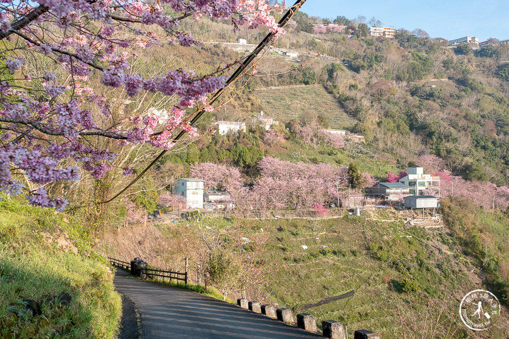 桃園賞櫻景點》中巴陵櫻木花道(免門票)-2021最新花況│拉拉山賞櫻秘境 粉紅昭和櫻花隧道 滿開必看！