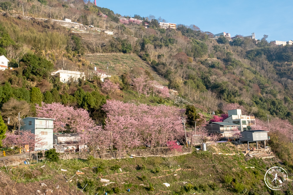 桃園賞櫻景點》中巴陵櫻木花道(免門票)-2021最新花況│拉拉山賞櫻秘境 粉紅昭和櫻花隧道 滿開必看！