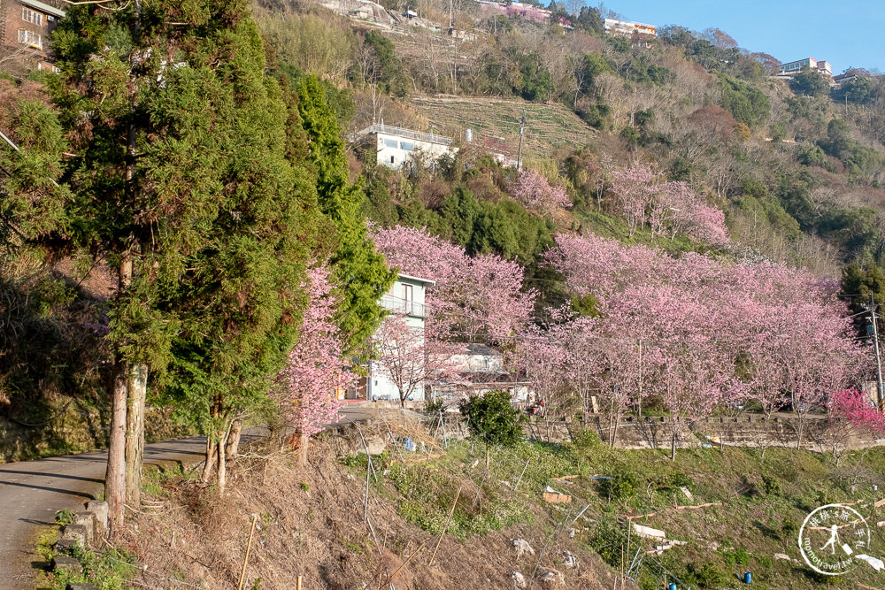 桃園賞櫻景點》中巴陵櫻木花道(免門票)-2021最新花況│拉拉山賞櫻秘境 粉紅昭和櫻花隧道 滿開必看！