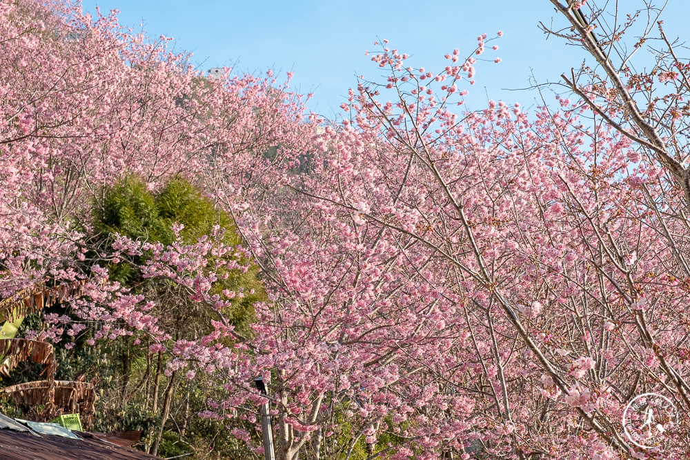 桃園賞櫻景點》中巴陵櫻木花道(免門票)-2021最新花況│拉拉山賞櫻秘境 粉紅昭和櫻花隧道 滿開必看！