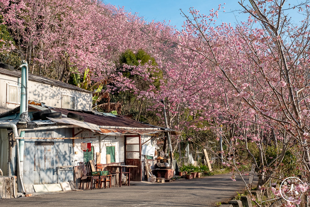 桃園賞櫻景點》中巴陵櫻木花道(免門票)-2021最新花況│拉拉山賞櫻秘境 粉紅昭和櫻花隧道 滿開必看！