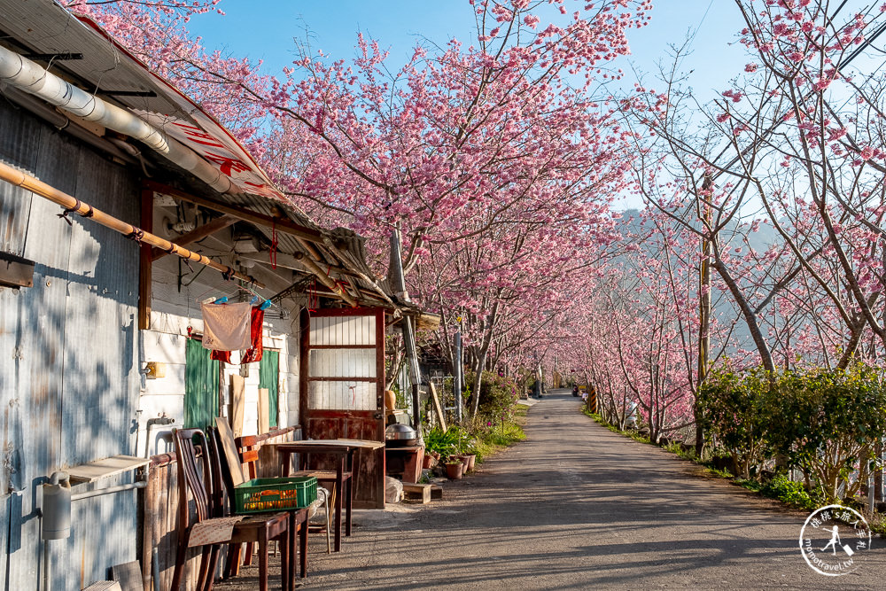 桃園賞櫻景點》中巴陵櫻木花道(免門票)-2021最新花況│拉拉山賞櫻秘境 粉紅昭和櫻花隧道 滿開必看！