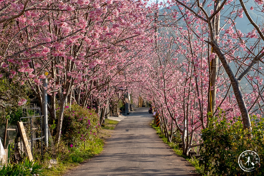 桃園賞櫻景點》中巴陵櫻木花道(免門票)-2021最新花況│拉拉山賞櫻秘境 粉紅昭和櫻花隧道 滿開必看！