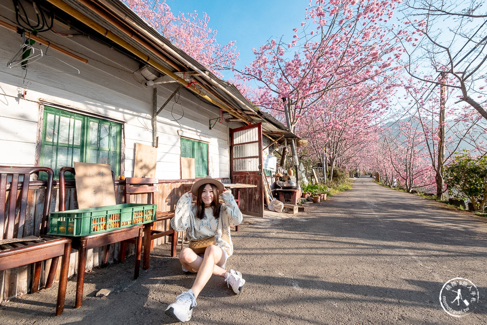 桃園賞櫻景點》中巴陵櫻木花道(免門票)-2021最新花況│拉拉山賞櫻秘境 粉紅昭和櫻花隧道 滿開必看！