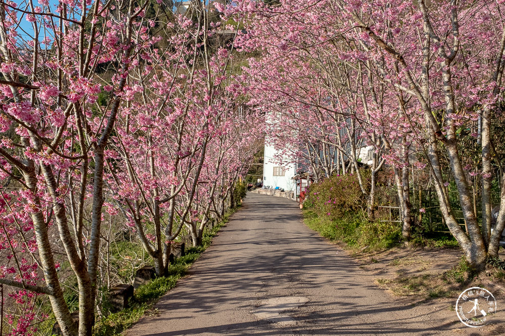 桃園賞櫻景點》中巴陵櫻木花道(免門票)-2021最新花況│拉拉山賞櫻秘境 粉紅昭和櫻花隧道 滿開必看！