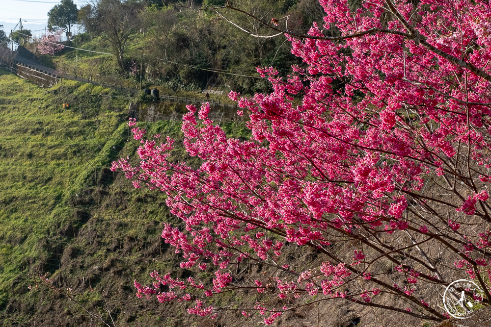 桃園賞櫻景點》中巴陵櫻木花道(免門票)-2021最新花況│拉拉山賞櫻秘境 粉紅昭和櫻花隧道 滿開必看！