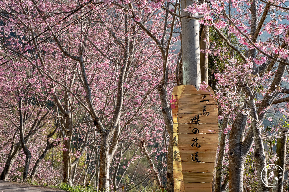 桃園賞櫻景點》中巴陵櫻木花道(免門票)-2021最新花況│拉拉山賞櫻秘境 粉紅昭和櫻花隧道 滿開必看！